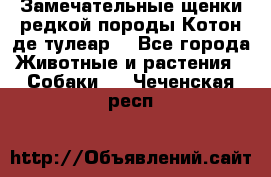 Замечательные щенки редкой породы Котон де тулеар  - Все города Животные и растения » Собаки   . Чеченская респ.